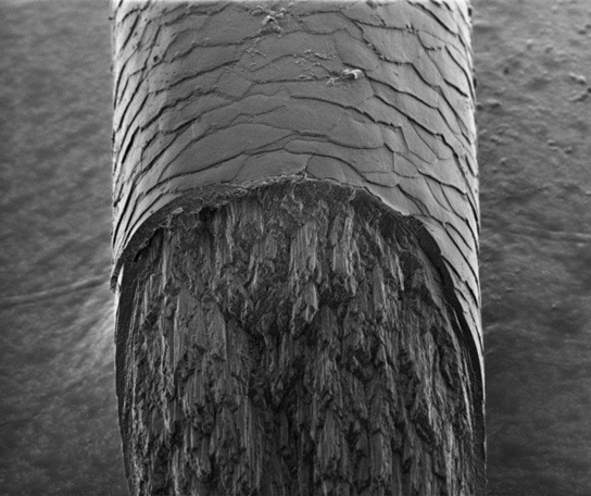 Hair Magnification